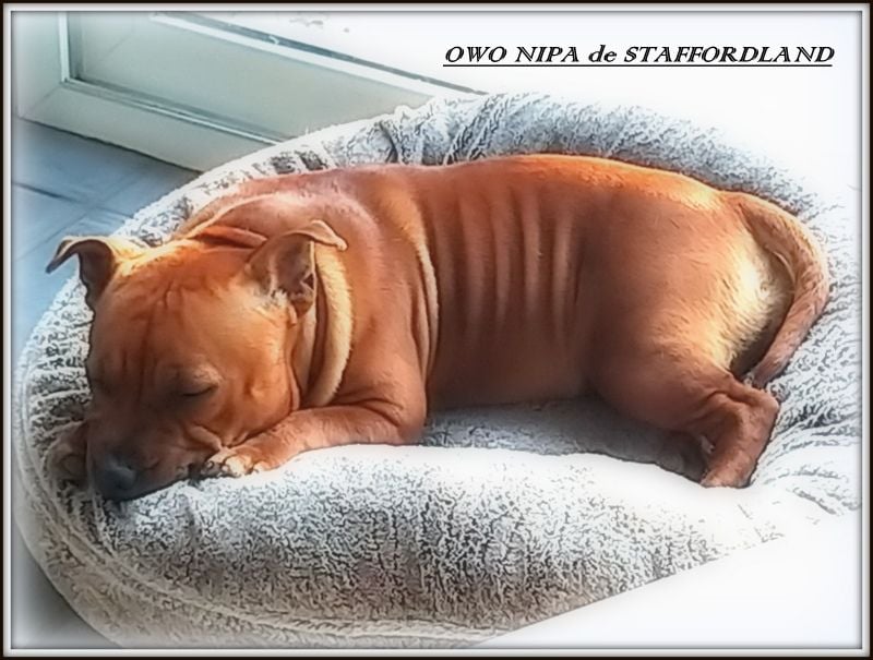 Staffordland Owo nipa