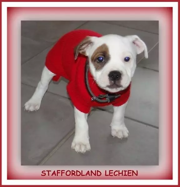 Staffordland Lechien