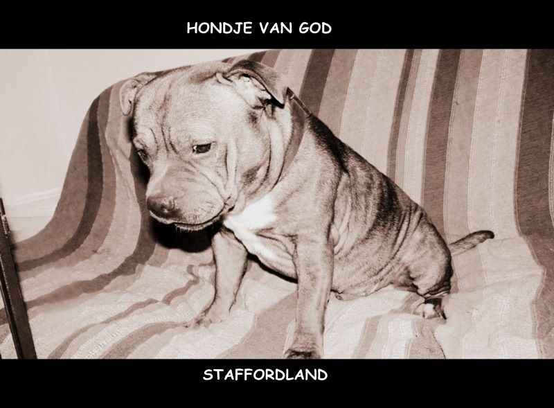 Staffordland Hondje van god