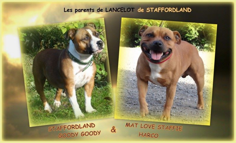 Staffordland Lancelot