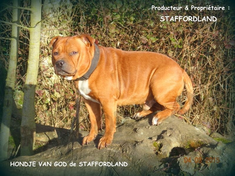 Staffordland Hondje van god