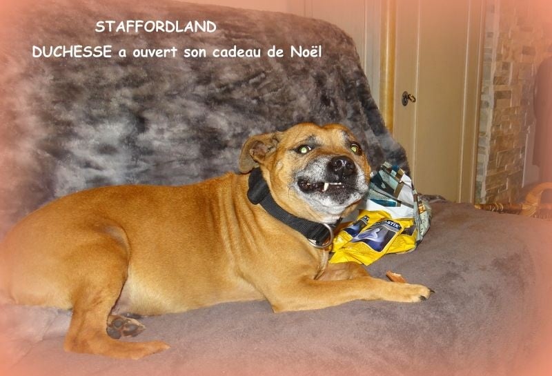 Staffordland Duchesse
