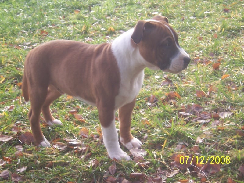 Staffordland Docteur jones