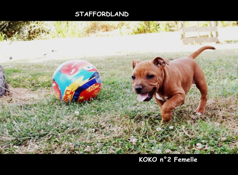 Staffordland Owo nipa