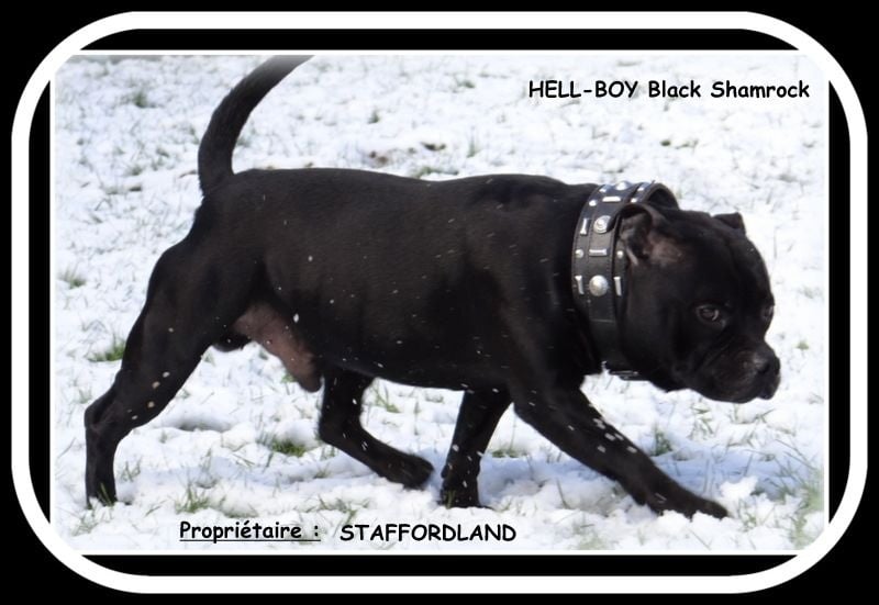 black shamrock Hell-boy
