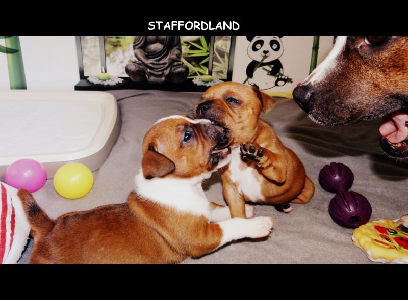 Staffordland Owo nipa