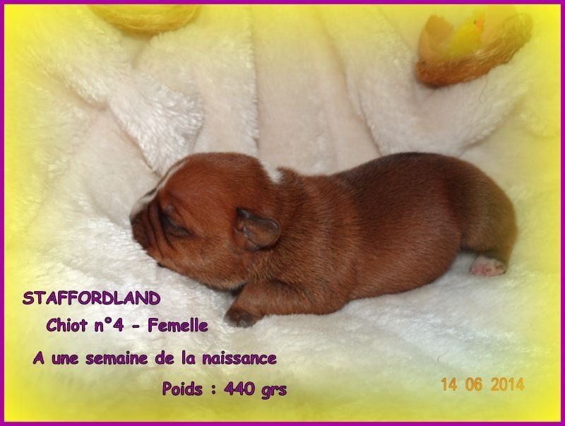 Staffordland Joya