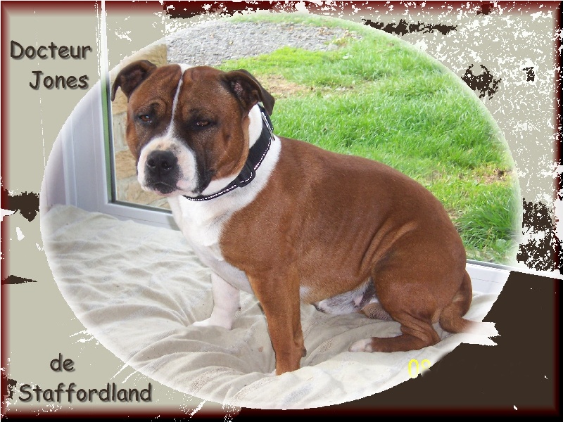 Staffordland Docteur jones