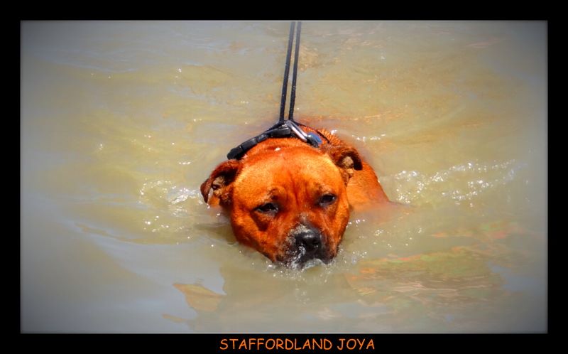 Staffordland Joya