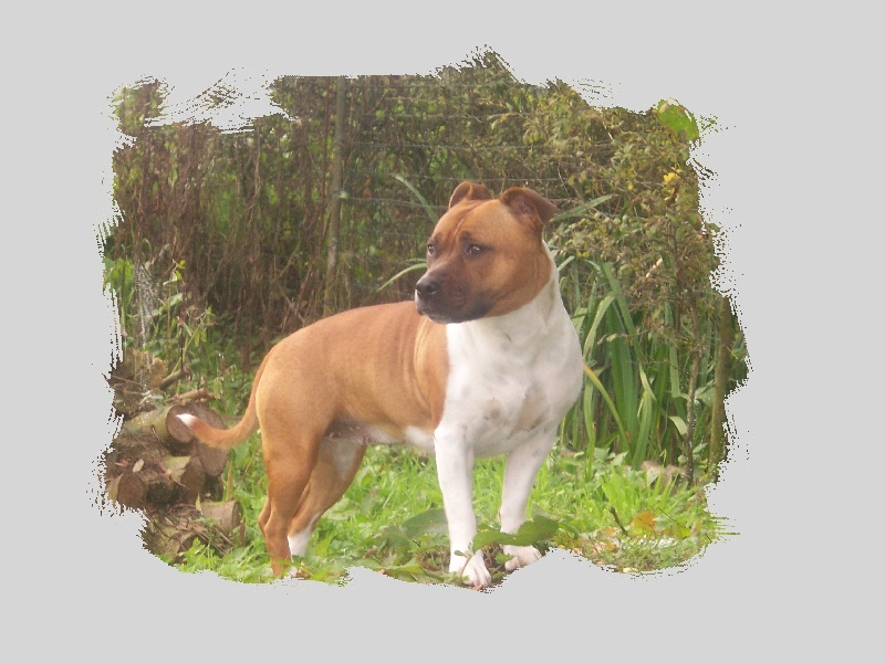 Bodhi-girl de la Lumière de Bregançon