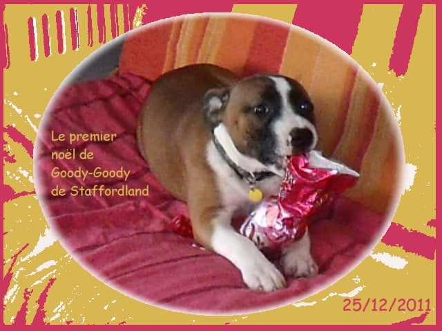 Staffordland Goody-goody