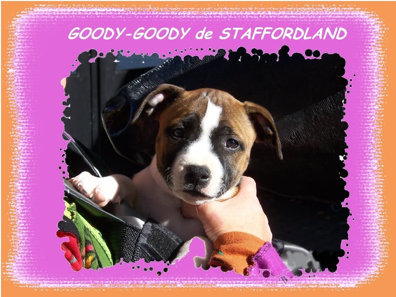Staffordland Goody-goody