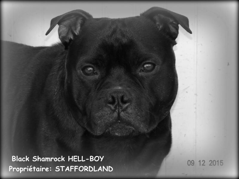 black shamrock Hell-boy