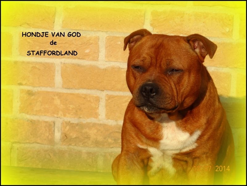 Staffordland Hondje van god