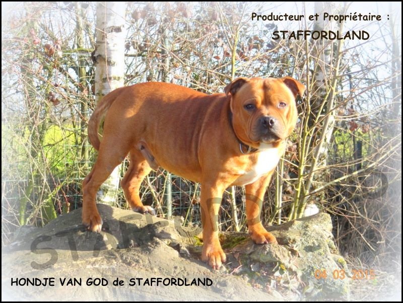 Staffordland Hondje van god