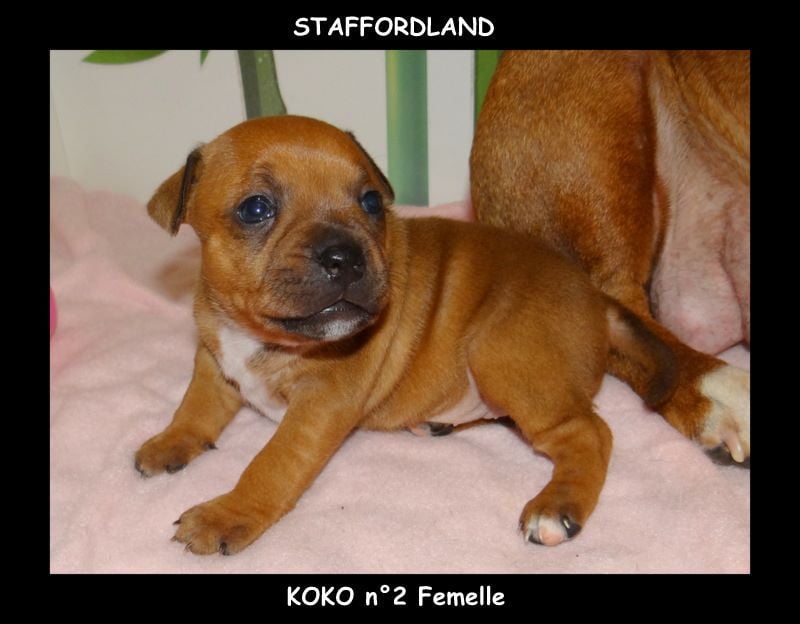 Staffordland Owo nipa