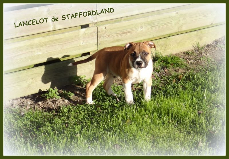 Staffordland Lancelot