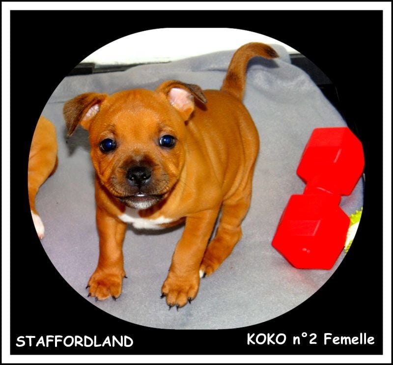 Staffordland Owo nipa