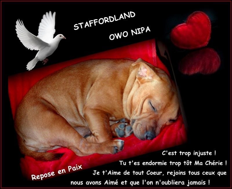 Staffordland Owo nipa