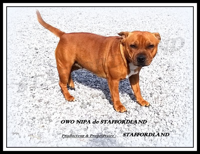 Staffordland Owo nipa