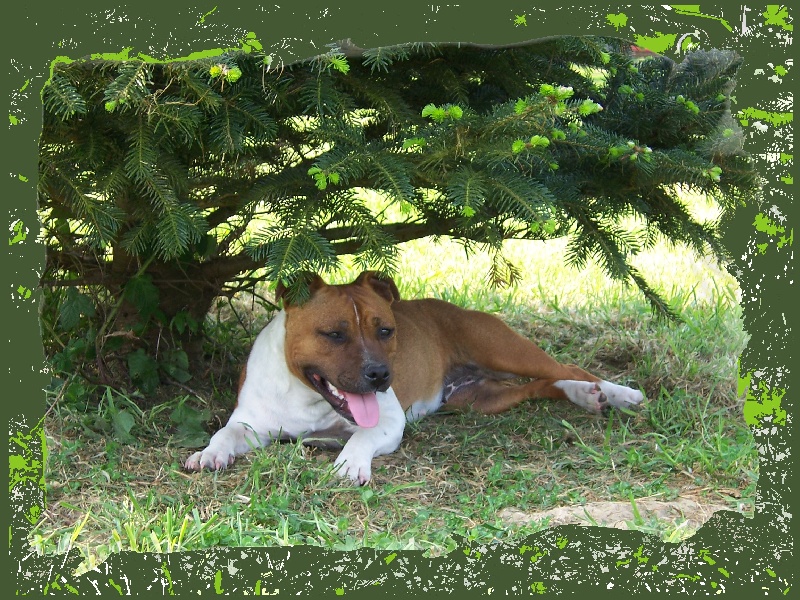 Bodhi-girl de la Lumière de Bregançon