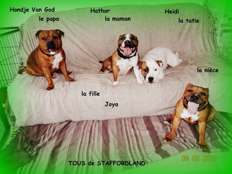 Staffordland Joya