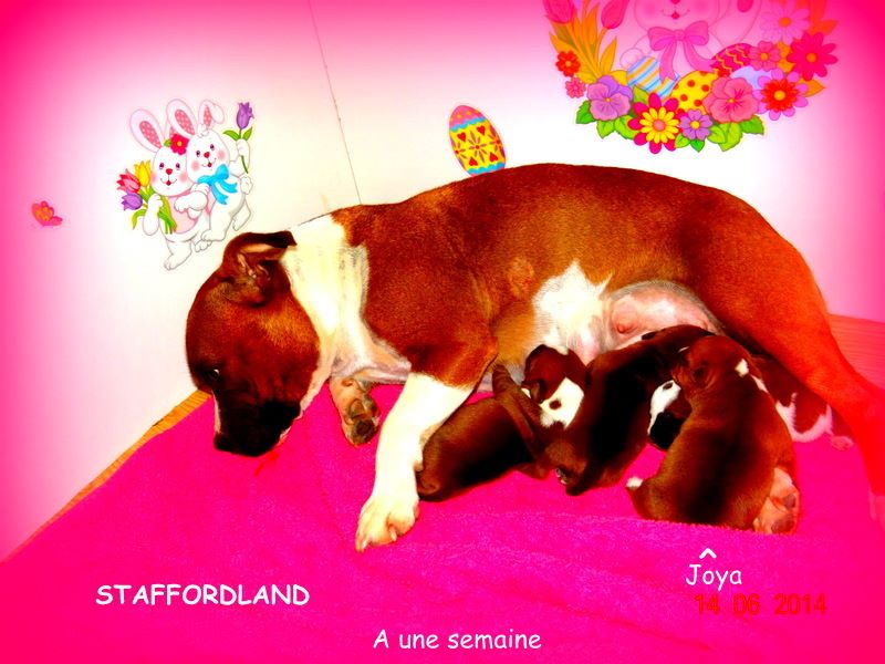 Staffordland Joya