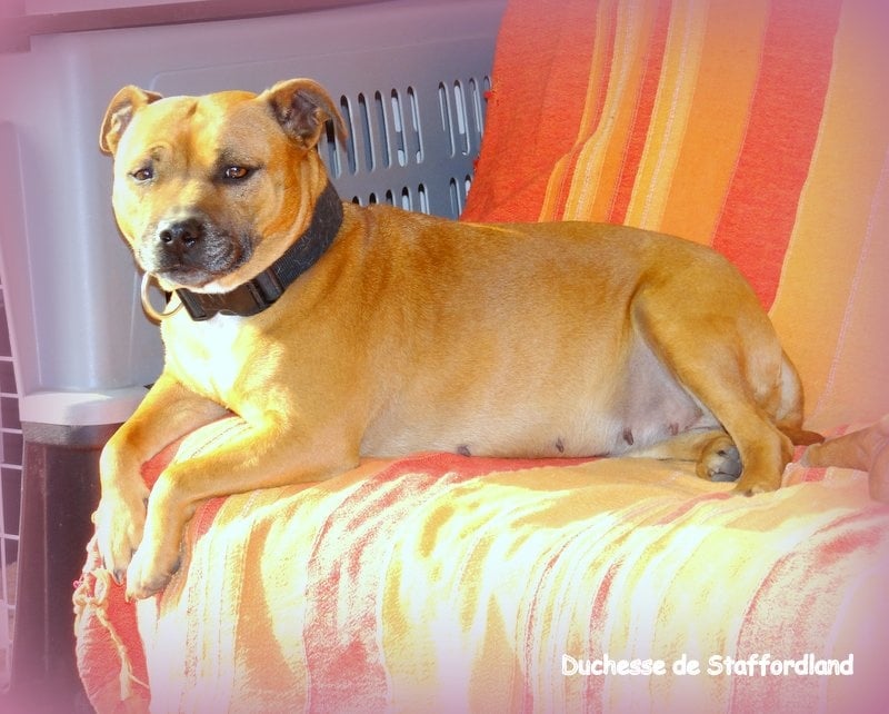 Staffordland Duchesse