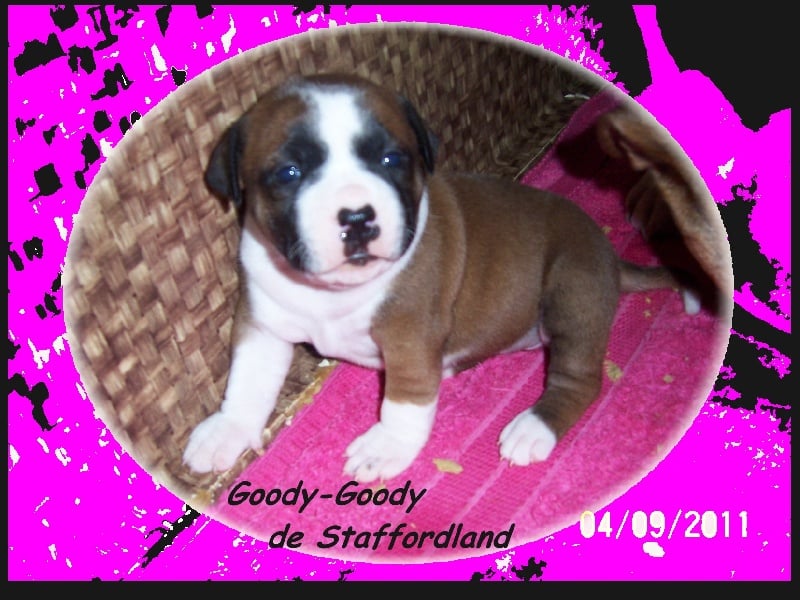 Staffordland Goody-goody