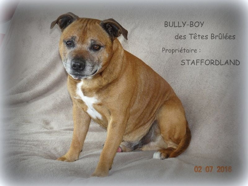 Bully-boy Des têtes brulées