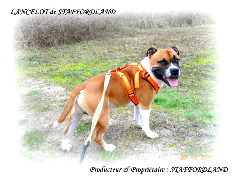 Staffordland Lancelot