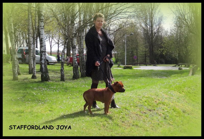 Staffordland Joya