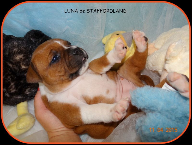 Staffordland Luna