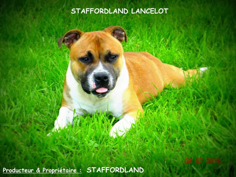 Staffordland Lancelot