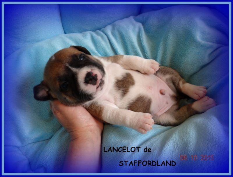 Staffordland Lancelot