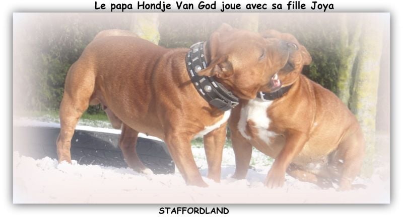 Staffordland Joya