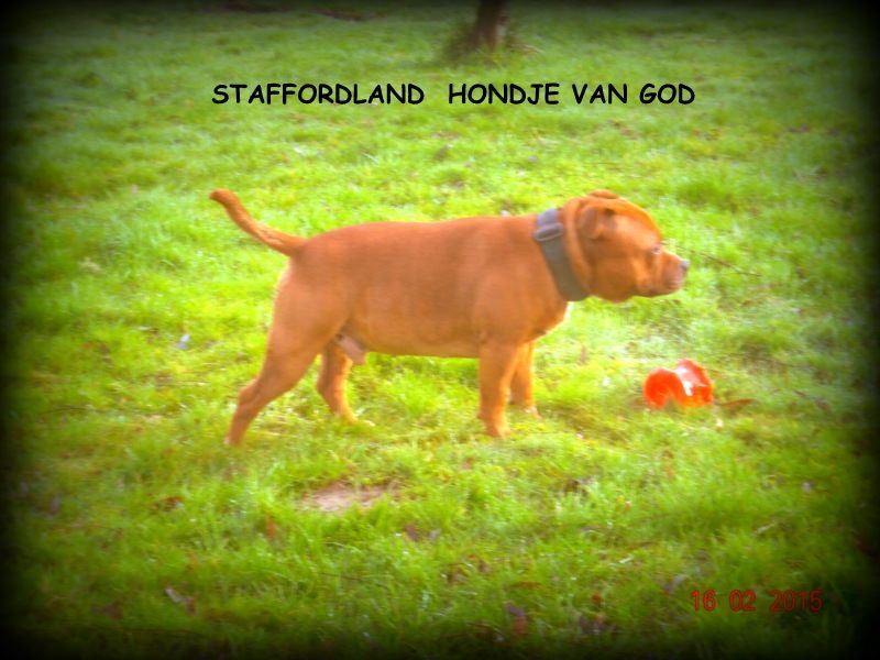 Staffordland Hondje van god