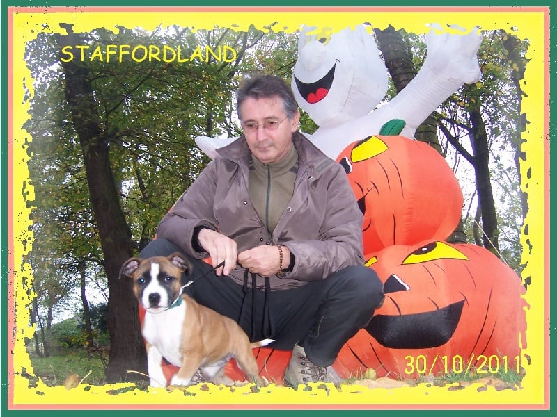 Staffordland Goody-goody