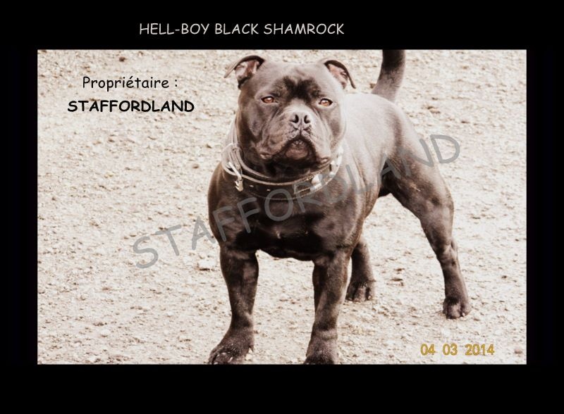 black shamrock Hell-boy