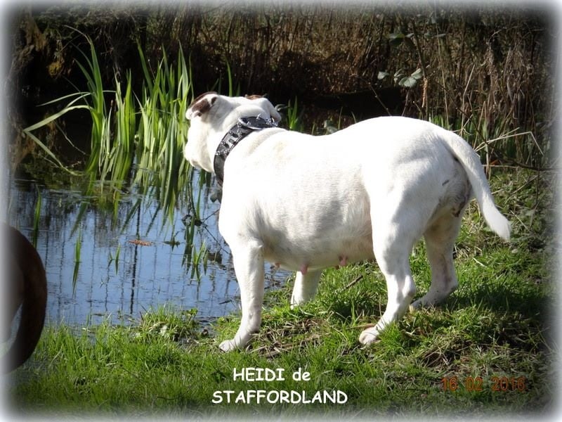 Staffordland Heidi
