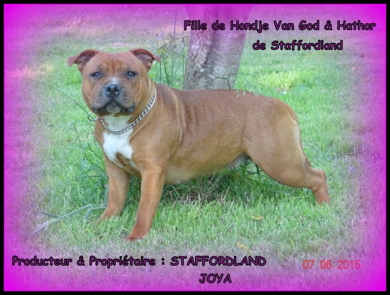 Staffordland Joya