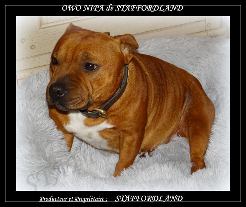 Staffordland Owo nipa