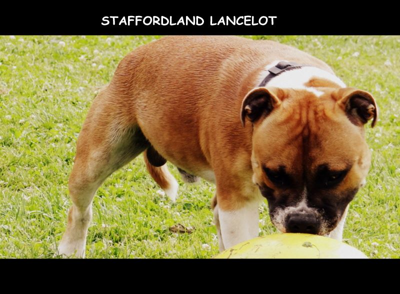 Staffordland Lancelot