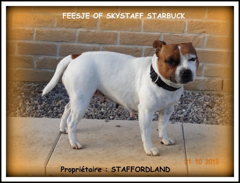 Feestje of Skystaff Starbuck