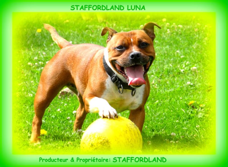 Staffordland Luna