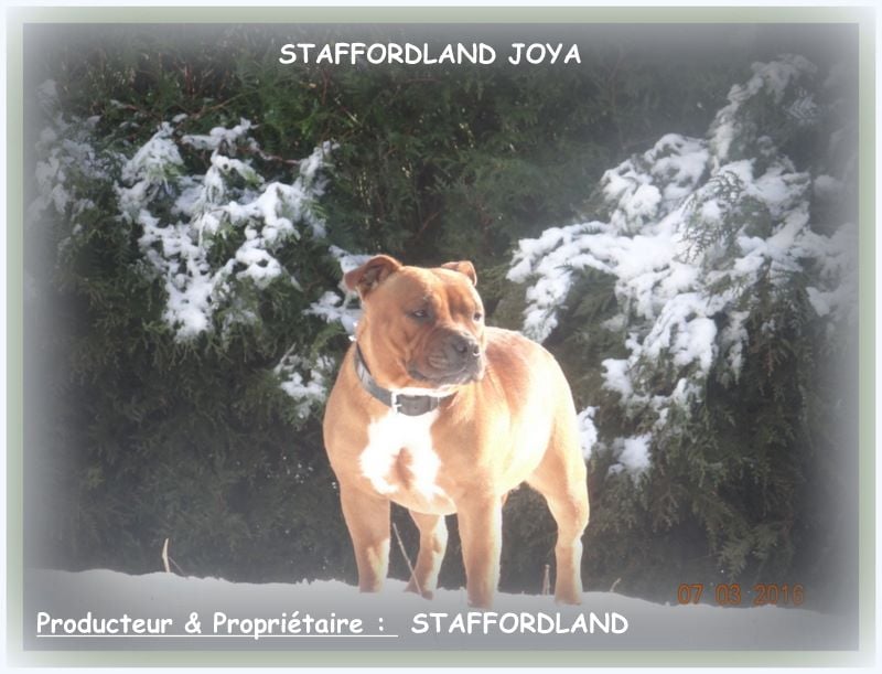 Staffordland Joya