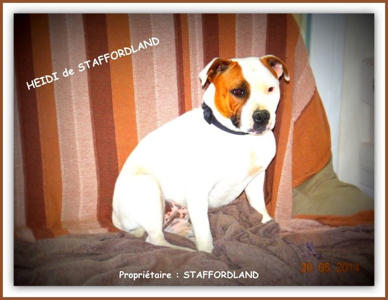Staffordland Heidi