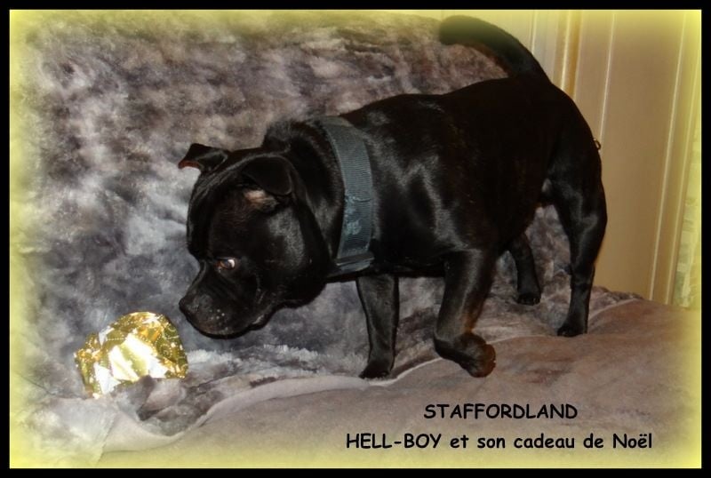 black shamrock Hell-boy