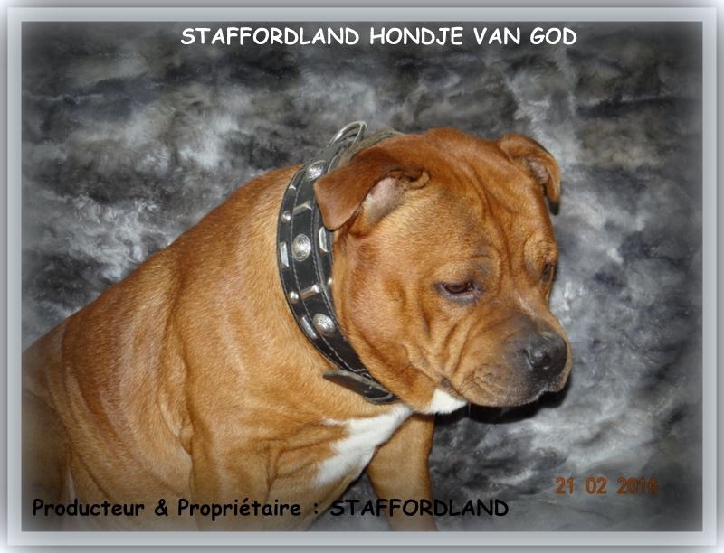 Staffordland Hondje van god
