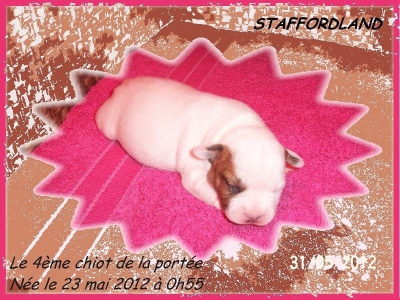 Staffordland Heidi